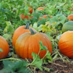 pumpkin garden at home