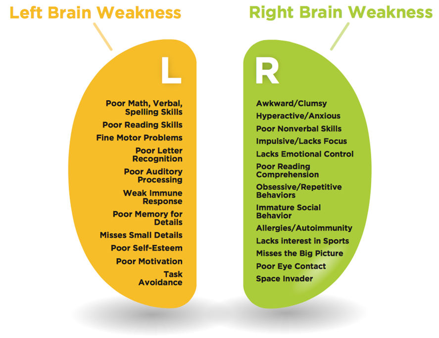 Left Brain Right Brain