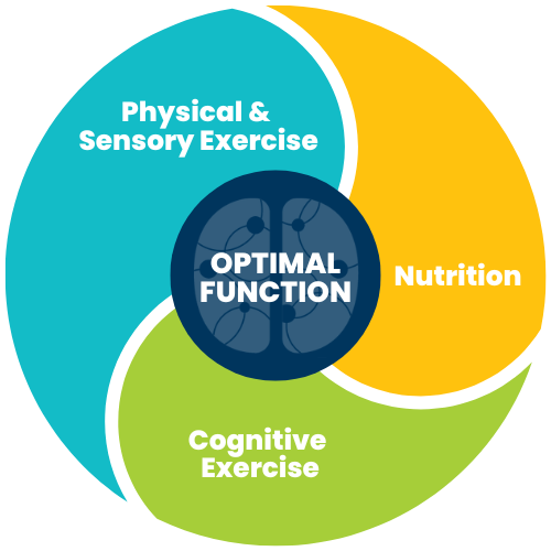 Optimal Brain Function Graphic